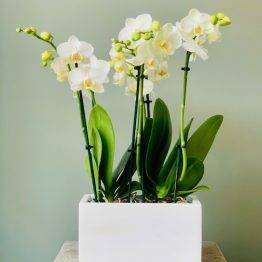 Orchideeën
