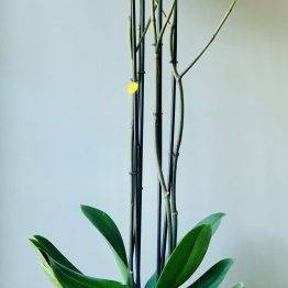 Orchidee Fortuno